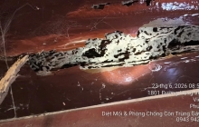MỐI XUẤT HIỆN TRONG NHÀ – CHỈ LÀ VẤN ĐỀ PHONG THỦY HAY LÀ CẢNH BÁO CHO CÔNG TRÌNH?